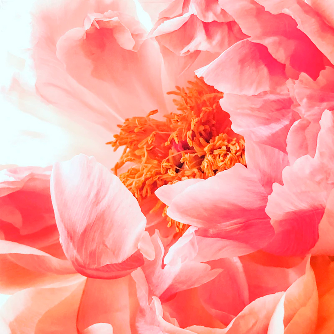 Flores rosadas - Nota de cuerpo