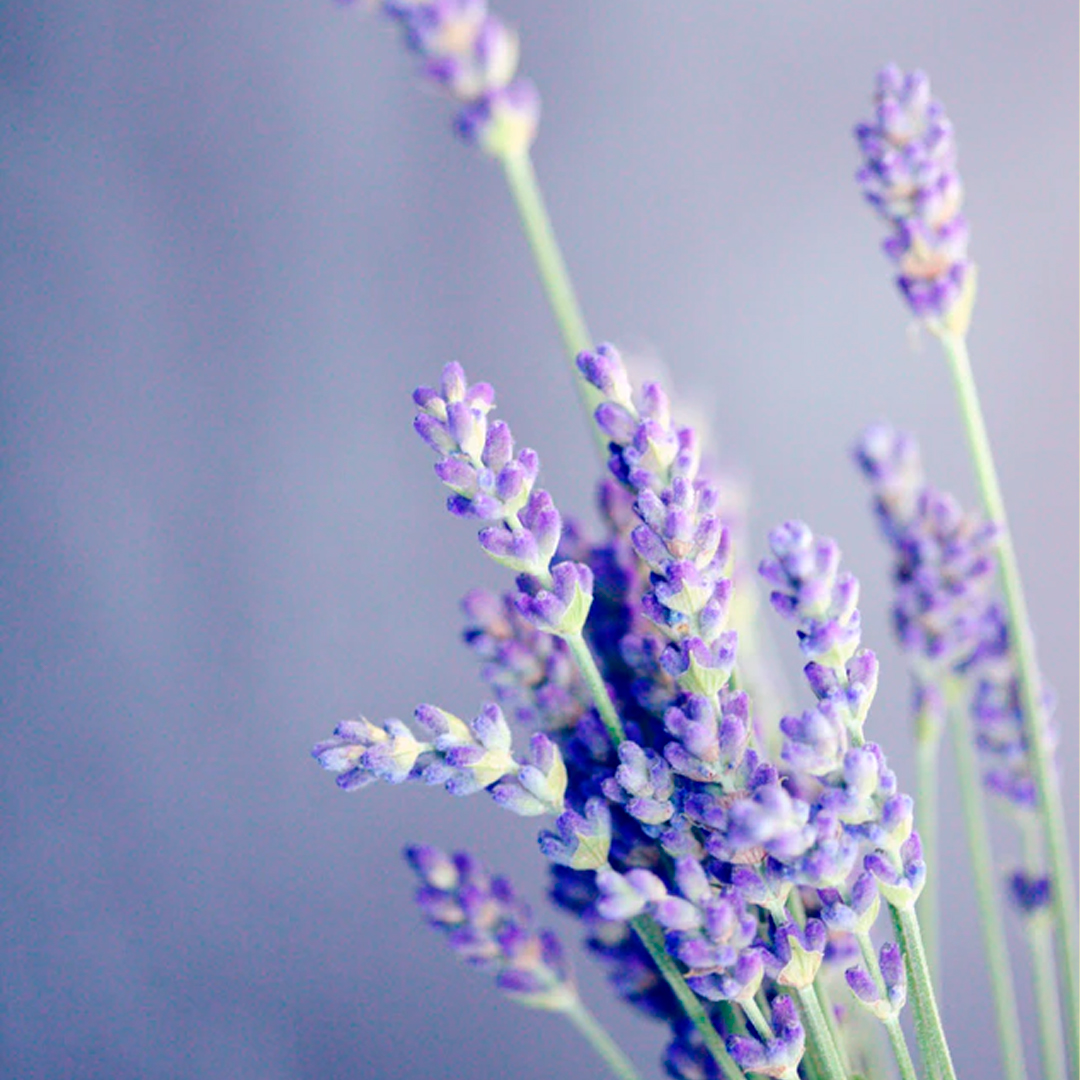 Lavender - Top note