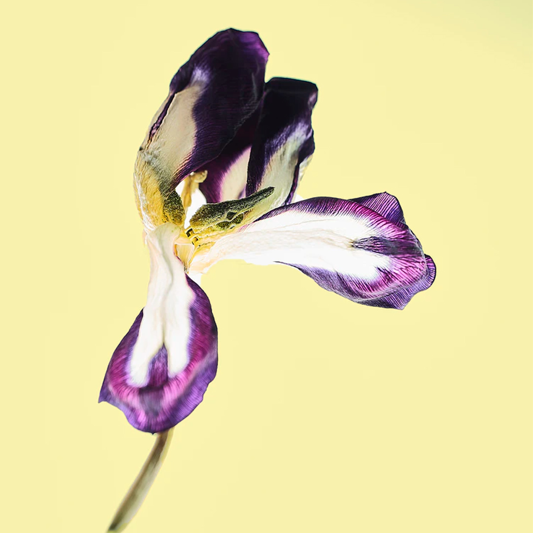 Iris - Nota de cuerpo
