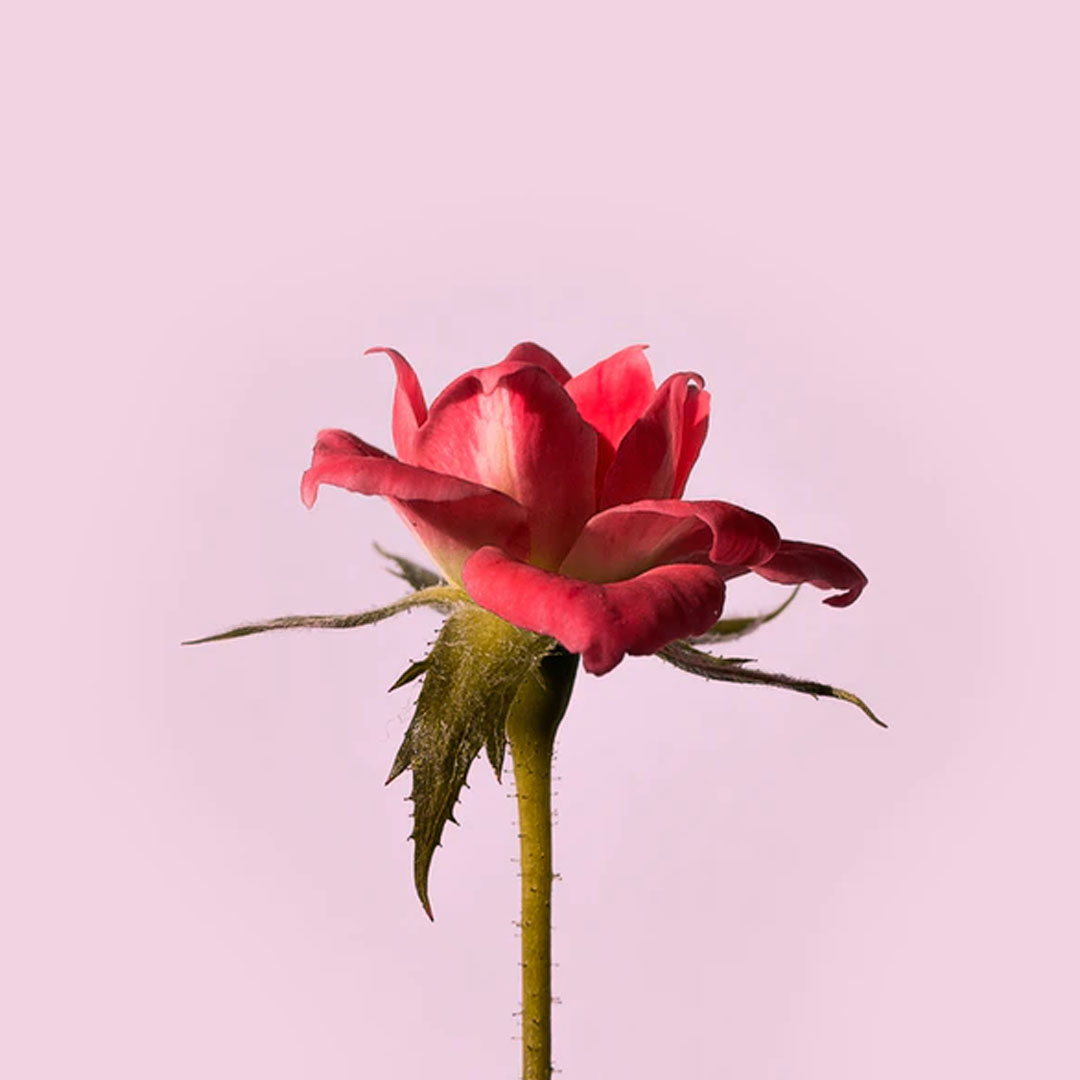 Rosa - Nota de salida