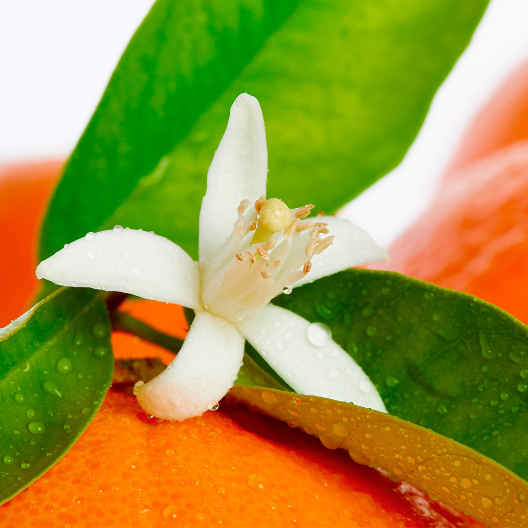 Flor de naranjo - Nota de cuerpo