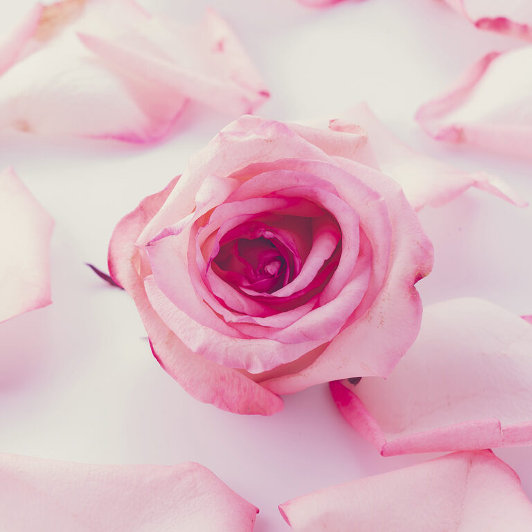 Rosa - Nota de salida