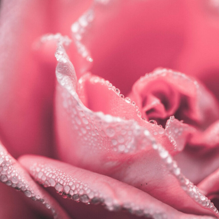 Rosa - Nota de cuerpo