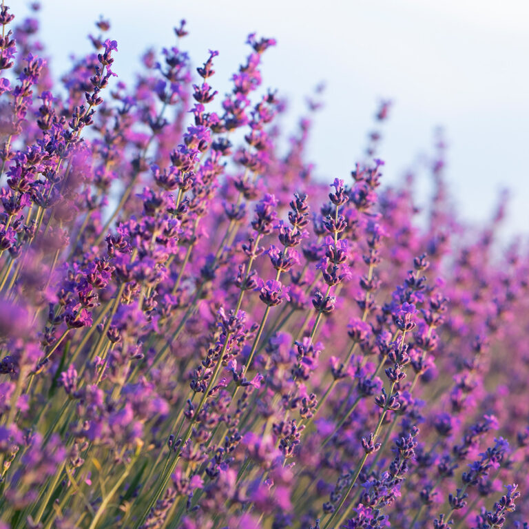 Lavanda - Nota de salida